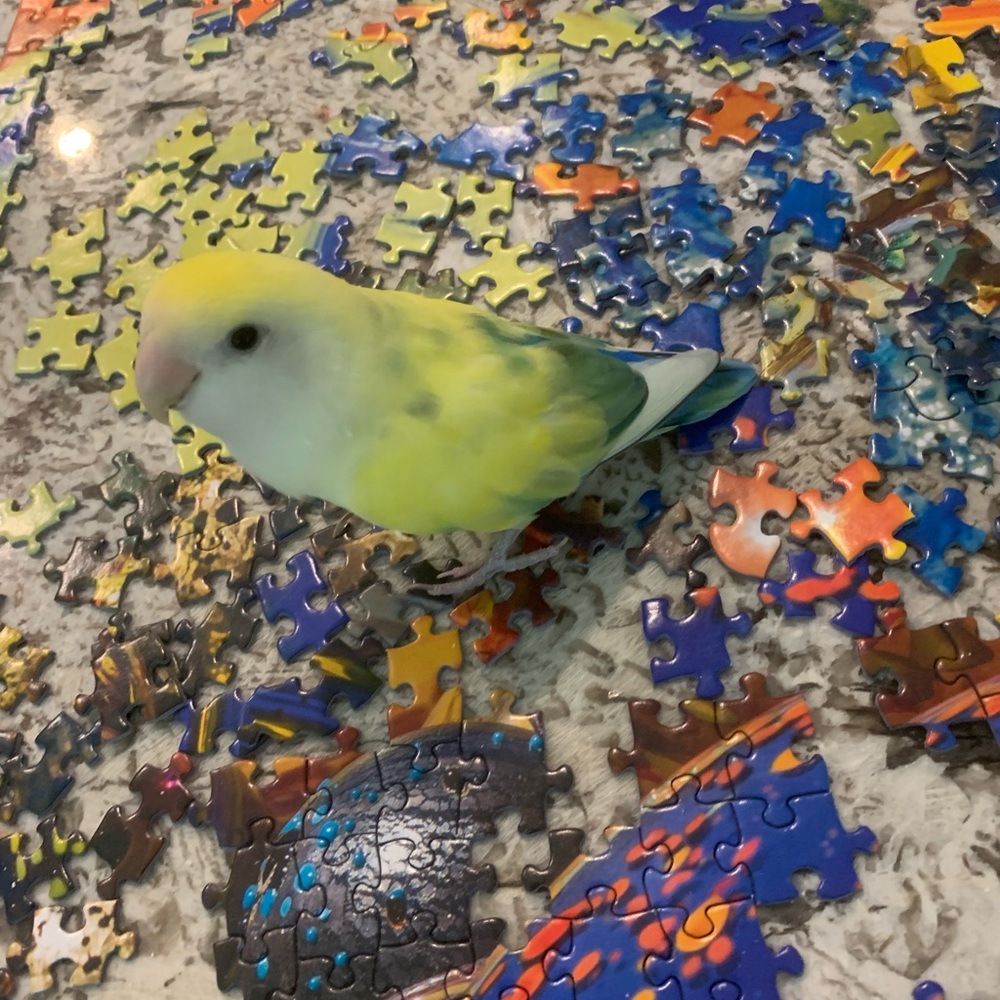 Meet your Posher, Fallon